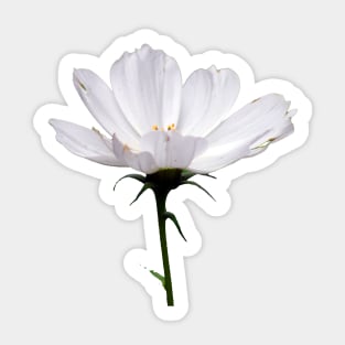 White Cosmo Daisy close up Sticker